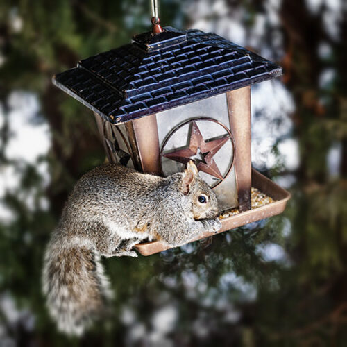 Country Lore: Squirrel-Proof Feeder